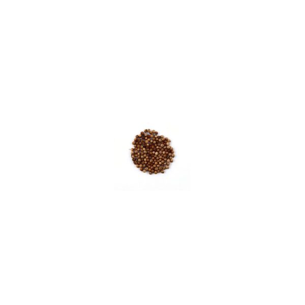 CILANTRO EN GRANO